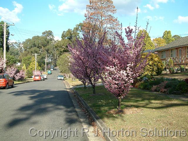 Prunus street trees